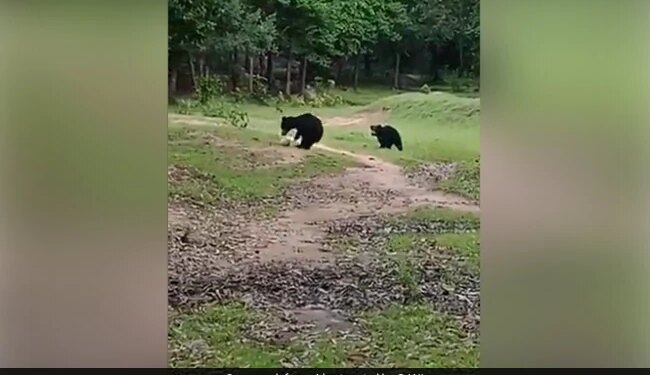 Bear Plays Football With Cub In Park Odisha Nabrangpur See Adorable Viral Video – भालू अपने बच्चों के साथ पार्क में खेल रहा था फुटबॉल, उछाल-उछालकर हवा में फेंक रहा था बॉल