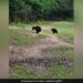 Bear Plays Football With Cub In Park Odisha Nabrangpur See Adorable Viral Video – भालू अपने बच्चों के साथ पार्क में खेल रहा था फुटबॉल, उछाल-उछालकर हवा में फेंक रहा था बॉल