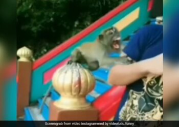 Man Was Taking Selfie With Monkey See What Happen Next Watch Viral Video – बंदर के साथ पोज़ बनाकर सेल्फी ले रहा था शख्स, तभी बंदर को आ गया गुस्सा, कर डाला ये हाल