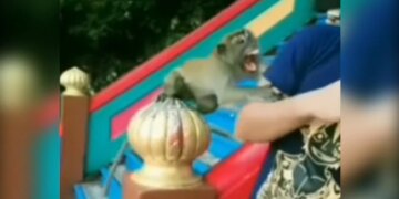 Man Was Taking Selfie With Monkey See What Happen Next Watch Viral Video – बंदर के साथ पोज़ बनाकर सेल्फी ले रहा था शख्स, तभी बंदर को आ गया गुस्सा, कर डाला ये हाल
