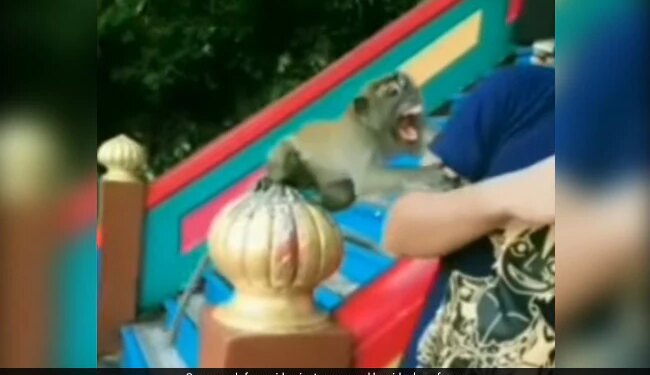 Man Was Taking Selfie With Monkey See What Happen Next Watch Viral Video – बंदर के साथ पोज़ बनाकर सेल्फी ले रहा था शख्स, तभी बंदर को आ गया गुस्सा, कर डाला ये हाल