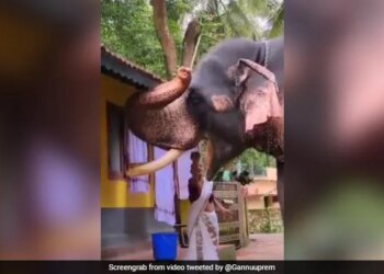 Elderly Woman Fed Elephant With Her Own Hands Video Wins The Hearts Of The People See Adorable Video – हाथी को बुजुर्ग महिला ने अपने हाथों से खिलाया खाना, Video ने जीता लोगों का दिल, बोले
