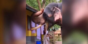 Elderly Woman Fed Elephant With Her Own Hands Video Wins The Hearts Of The People See Adorable Video – हाथी को बुजुर्ग महिला ने अपने हाथों से खिलाया खाना, Video ने जीता लोगों का दिल, बोले