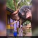 Elderly Woman Fed Elephant With Her Own Hands Video Wins The Hearts Of The People See Adorable Video – हाथी को बुजुर्ग महिला ने अपने हाथों से खिलाया खाना, Video ने जीता लोगों का दिल, बोले