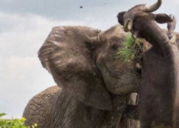 Elephant And Buffalo Funny Fight Went Viral On Social Media
