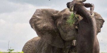 Elephant And Buffalo Funny Fight Went Viral On Social Media