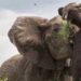 Elephant And Buffalo Funny Fight Went Viral On Social Media