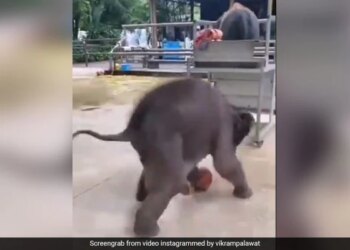 Baby Elephant Playing Football People Loves It See Adorable Viral Video