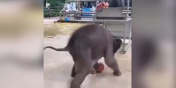 Baby Elephant Playing Football People Loves It See Adorable Viral Video