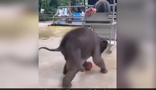 Baby Elephant Playing Football People Loves It See Adorable Viral Video