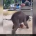 Baby Elephant Playing Football People Loves It See Adorable Viral Video