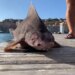 Viral News Sailors Were Creeped Out By The Body Of A Shark And The Face Of A Pig