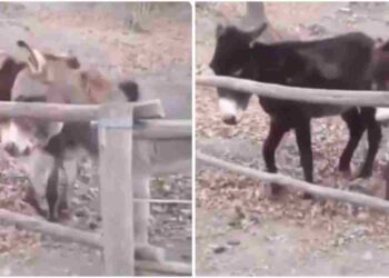 Viral Video Of Donkey Won The Hearts Of Social Media Users – Viral Video: इस गधे की चालाकी को देखकर दुनिया हैरान है, लोगों ने कहा