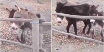Viral Video Of Donkey Won The Hearts Of Social Media Users – Viral Video: इस गधे की चालाकी को देखकर दुनिया हैरान है, लोगों ने कहा