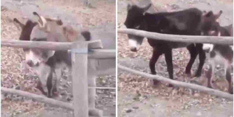 Viral Video Of Donkey Won The Hearts Of Social Media Users – Viral Video: इस गधे की चालाकी को देखकर दुनिया हैरान है, लोगों ने कहा