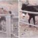 Viral Video Of Donkey Won The Hearts Of Social Media Users – Viral Video: इस गधे की चालाकी को देखकर दुनिया हैरान है, लोगों ने कहा