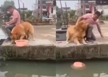 A Dog Saved Fish Life Video Went Viral On Social Media – मछली को ज़िंदा बचाने के लिए लिए अपने मालिक से भिड़ गया ये कुत्ता, वीडियो देख लोगों ने कहा