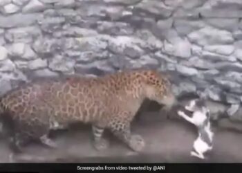 Leopard And Cat Fight After Falling Down A Well In Nashik See Shocking Video – तेंदुआ करने जा रहा था बिल्ली का शिकार, तो बिल्ली ने दिखाई बहादुरी, सामने खड़े होकर किया कुछ ऐसा और फिर…