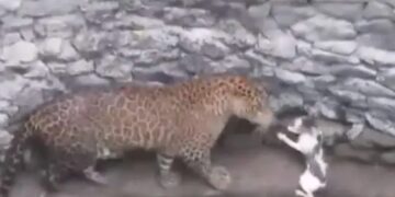 Leopard And Cat Fight After Falling Down A Well In Nashik See Shocking Video – तेंदुआ करने जा रहा था बिल्ली का शिकार, तो बिल्ली ने दिखाई बहादुरी, सामने खड़े होकर किया कुछ ऐसा और फिर…