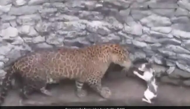 Leopard And Cat Fight After Falling Down A Well In Nashik See Shocking Video – तेंदुआ करने जा रहा था बिल्ली का शिकार, तो बिल्ली ने दिखाई बहादुरी, सामने खड़े होकर किया कुछ ऐसा और फिर…