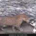 Leopard And Cat Fight After Falling Down A Well In Nashik See Shocking Video – तेंदुआ करने जा रहा था बिल्ली का शिकार, तो बिल्ली ने दिखाई बहादुरी, सामने खड़े होकर किया कुछ ऐसा और फिर…