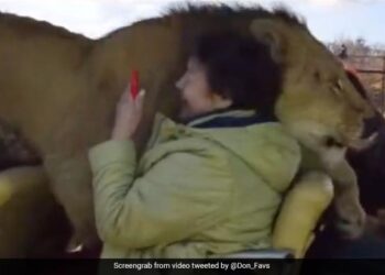 गाड़ी में अचानक आ गया ख़ूखार शेर, वीडियो देखने के बाद आपको लगने लगेगा डर