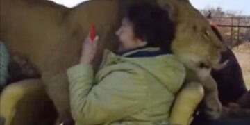 गाड़ी में अचानक आ गया ख़ूखार शेर, वीडियो देखने के बाद आपको लगने लगेगा डर