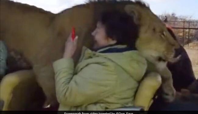 गाड़ी में अचानक आ गया ख़ूखार शेर, वीडियो देखने के बाद आपको लगने लगेगा डर