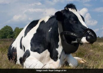 Cow Burps Are Warming The Planet And UK Company Plans To Stop It Read Here