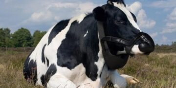 Cow Burps Are Warming The Planet And UK Company Plans To Stop It Read Here