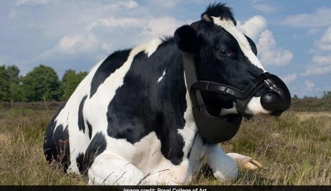 Cow Burps Are Warming The Planet And UK Company Plans To Stop It Read Here