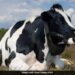 Cow Burps Are Warming The Planet And UK Company Plans To Stop It Read Here