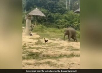 Baby Elephant Was In Bad Condition While Chasing The Rooster Then What Happened Next Watch Cute Viral Video