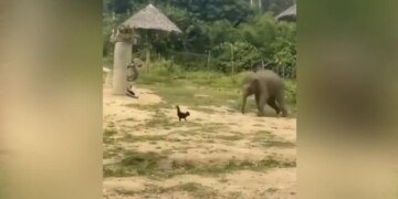 Baby Elephant Was In Bad Condition While Chasing The Rooster Then What Happened Next Watch Cute Viral Video