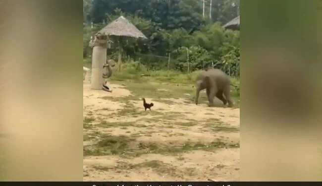 Baby Elephant Was In Bad Condition While Chasing The Rooster Then What Happened Next Watch Cute Viral Video