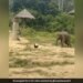 Baby Elephant Was In Bad Condition While Chasing The Rooster Then What Happened Next Watch Cute Viral Video