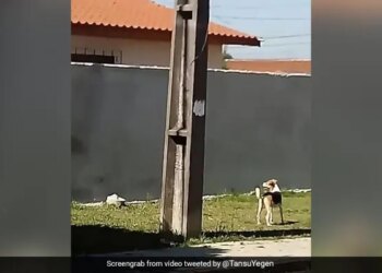 Dog Was Trying To Climb On The High Wall Fall Down Again And Again Then What Happened Next Will Give Life Lesson