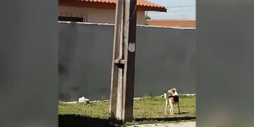 Dog Was Trying To Climb On The High Wall Fall Down Again And Again Then What Happened Next Will Give Life Lesson