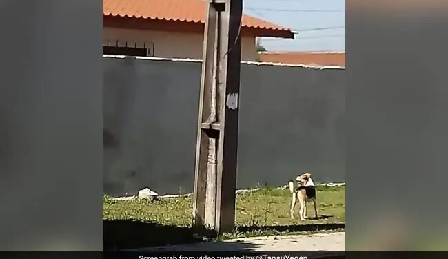 Dog Was Trying To Climb On The High Wall Fall Down Again And Again Then What Happened Next Will Give Life Lesson