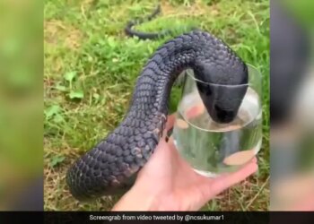 King Cobra Drinks Water From A Glass Internet Stunned To See This Shocking Video – कांच के ग्लास से पानी पीता दिखा जहरीला किंग कोबरा, Video देख हैरान हुए लोग, बोले