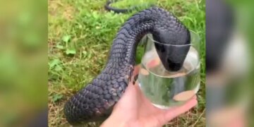 King Cobra Drinks Water From A Glass Internet Stunned To See This Shocking Video – कांच के ग्लास से पानी पीता दिखा जहरीला किंग कोबरा, Video देख हैरान हुए लोग, बोले
