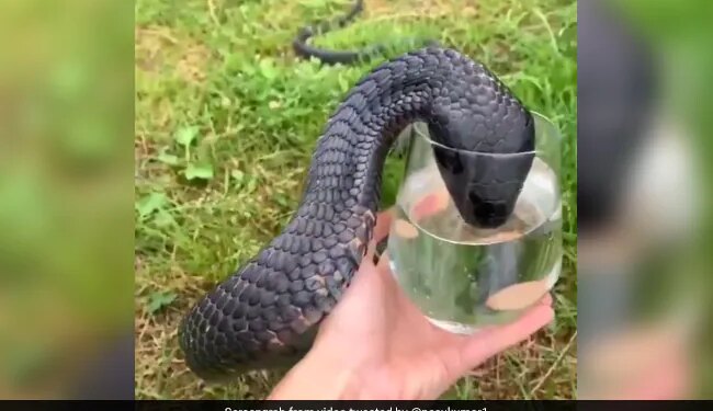 King Cobra Drinks Water From A Glass Internet Stunned To See This Shocking Video – कांच के ग्लास से पानी पीता दिखा जहरीला किंग कोबरा, Video देख हैरान हुए लोग, बोले