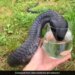 King Cobra Drinks Water From A Glass Internet Stunned To See This Shocking Video – कांच के ग्लास से पानी पीता दिखा जहरीला किंग कोबरा, Video देख हैरान हुए लोग, बोले