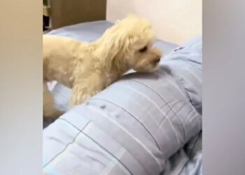 कुत्ते ने डोर लॉक किया, लाइट ऑफ की और घुस गया रजाई में, ये वेल डिसिप्लिंड डॉग जीत लेगा आपका दिल