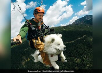 Watch Video: Man Paragliding With Pet Dog Cutest Video To Watch Interesting Video Wins Hearts