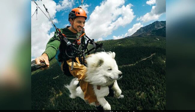 Watch Video: Man Paragliding With Pet Dog Cutest Video To Watch Interesting Video Wins Hearts