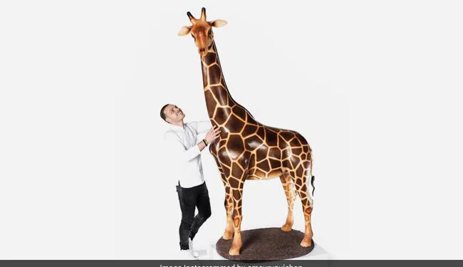 This Chef Made A Giraffe Of 8 Feet With The Help Of Chocolate, Watching The Video, People Said – What A Talent – इस शेफ ने चॉकलेट की मदद से 8 फीट की बनाई जिराफ, वीडियो देख लोगों ने कहा