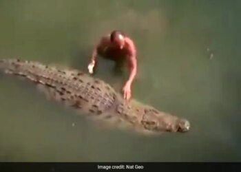 Man Saved His Life By Wrestling With Crocodile, People Said – Courageous Man – मगरमच्छ से कुश्ती लड़कर शख्स ने बचाई अपनी जान, लोगों ने कहा