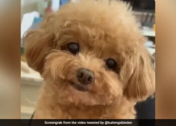 Your Heart Will Be Happy To See Doggy Cute Smile Netizens Said It Is Like Fluffy Caramel Pudding