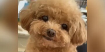 Your Heart Will Be Happy To See Doggy Cute Smile Netizens Said It Is Like Fluffy Caramel Pudding